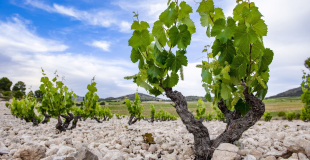 Pie Franco vines at Casa Castillo