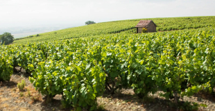 Cote du Py vineyard