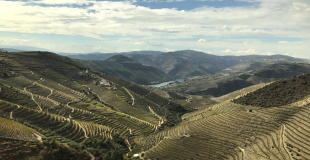 Port vineyards in the Douro Valley