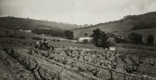 Planting The 1947 vineyard at Kaapzicht