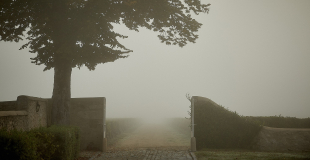 Foggy morning at Chateau Coutet