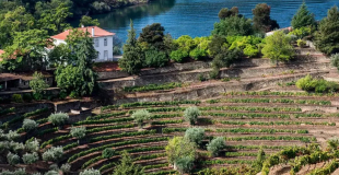 The Cardenhos plot of Graham's Quinta dos Malvedos