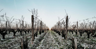 Old vines at Brane-Cantenac
