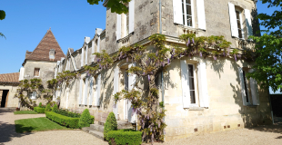 Wisteria at Vieux Chateau Certan