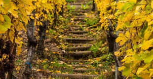 Rangen de Thann vineyard