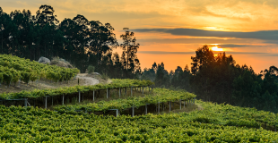 Sunset over the vineyards of Pazo Senorans