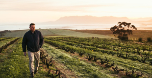 Nuwedam vineyard in the Paardeberg