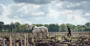 Horse ploughing the vines at Domaine de Chevalier